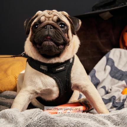 Photo de chien perdu à Bergerac