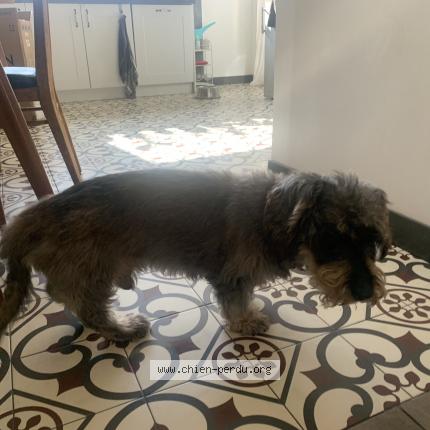 Photo 1/1 Chien retrouvé Trouvé à Beziers