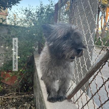 Photo 1/1 Chien retrouvé Trouvé à Bourg Les Valence