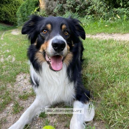 Photo de chien perdu à St Just Malmont