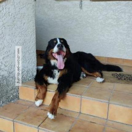 Photo 1/1 Chien retrouvé Perdu à Calvisson