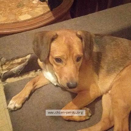 Photo de chien perdu à Amilly