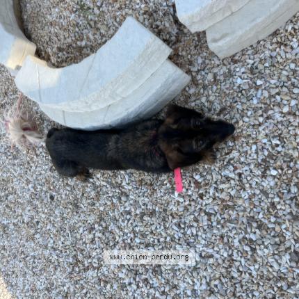 Photo de chien perdu à Basso Combo