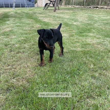 Photo de chien perdu à Bouafle