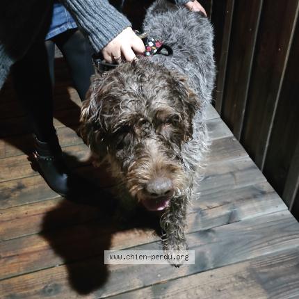 Photo de chien trouvé à Lanton