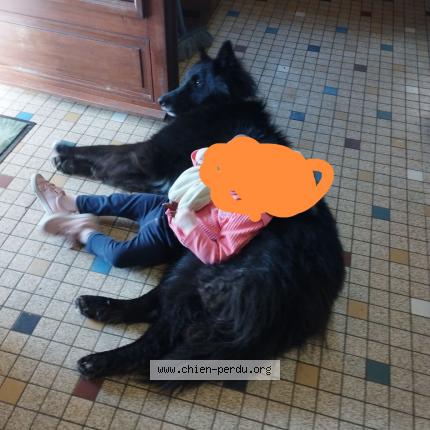 Photo de chien perdu à Veyrines De Domme