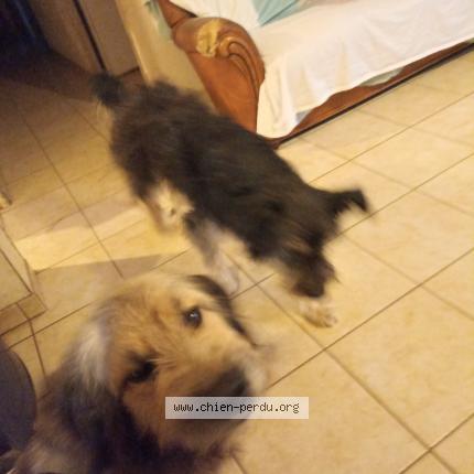 Photo 1/1 Chien retrouvé Perdu à Publy