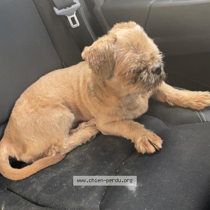 Photo de chien trouvé à Le Grand Lemps