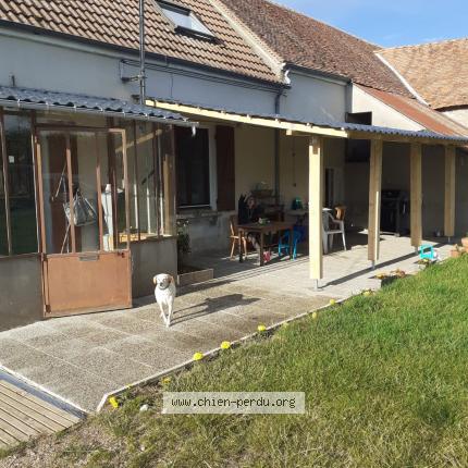 Photo de chien perdu à Montmorillon