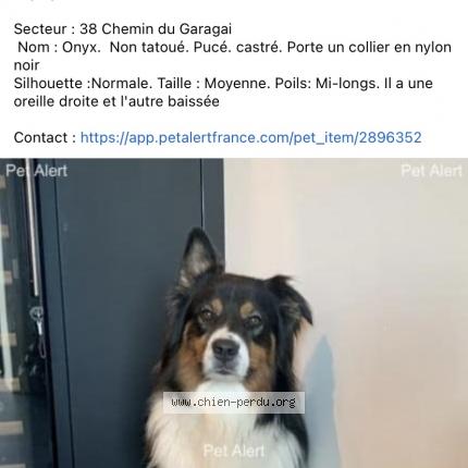 Photo de chien perdu à Grasse