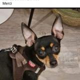 Photo de chien perdu à Sevran