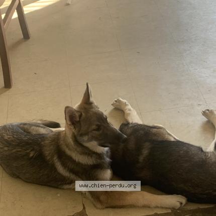 Photo de chien perdu à Melesse