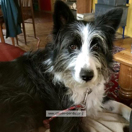 Photo de chien perdu à Nyer