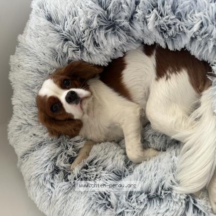 Photo de chien perdu à St Cyr Sur Mer