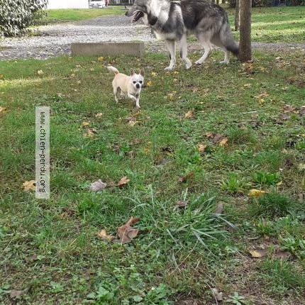 Photo 1/1 Chien retrouvé Trouvé à Bourges