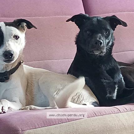 Photo de chien perdu à Faye Sur Ardin