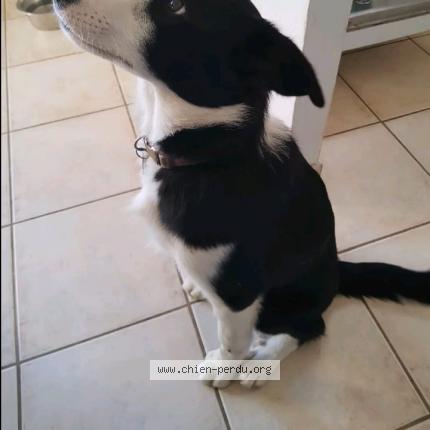 Photo de chien perdu à Estillac