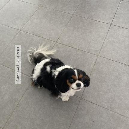 Photo 1/2 Chien retrouvé Trouvé à Toulouse