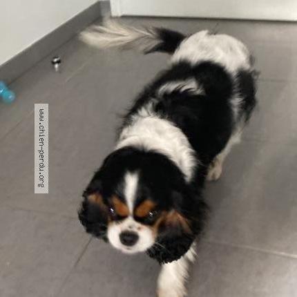 Photo 2/2 Chien retrouvé Trouvé à Toulouse