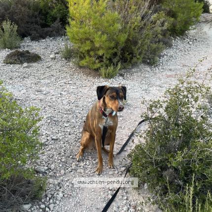 Photo 1/1 Chien retrouvé Perdu à Belvezt