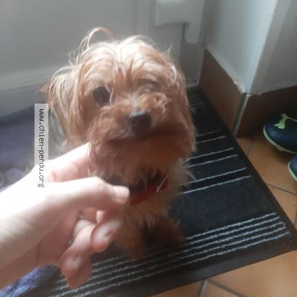 Photo de chien trouvé à Lens