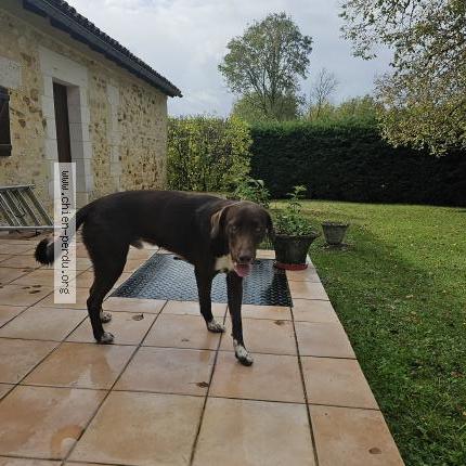 Photo 1/1 Chien retrouvé Trouvé à Champlouviers
