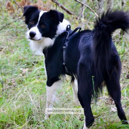 Photo 1/1 Chien retrouvé Perdu à Saint Julien Du Gua