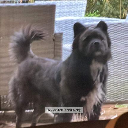 Photo de chien trouvé à Bretoncelles