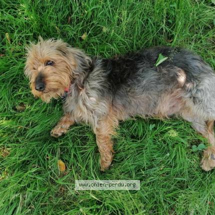 Photo de chien perdu à Fuisse