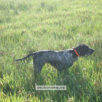 Photo 1/1 Chien retrouvé Perdu à Levignacq