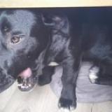 Photo de chien trouvé à Saint Felix De Pallieres