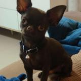 Photo de chien perdu à Annecy Le Vieux