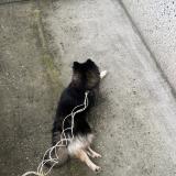 Photo de chien trouvé à Bonnieres Sur Seine