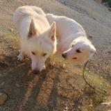 Photo de chien perdu à Los Masos