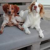 Photo de chien perdu à Villeneuve