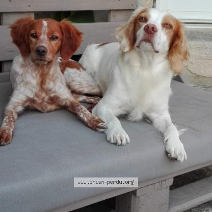 Photo 1/1 Chien retrouvé Perdu à Villeneuve