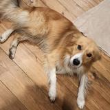 Photo de chien trouvé à St Alban Sur Limagnole