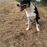 Photo de chien perdu à St Jean De Duras