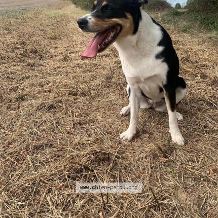 Photo 2/3 Chien retrouvé Perdu à St jean de duras