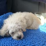 Photo de chien perdu à Fere Champenoise