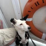 Photo de chien perdu à Chambray Les Tours