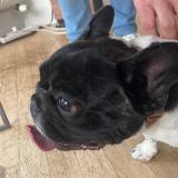 Photo de chien trouvé à Saint Etienne