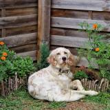 Photo de chien perdu à Mezin