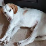 Photo de chien perdu à Civray De Touraine