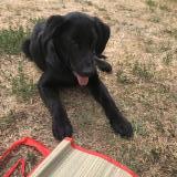 Photo de chien perdu à Courceb