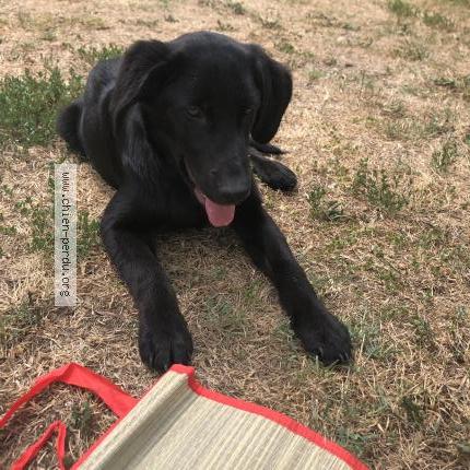 Photo 1/1 Chien retrouvé Perdu à Courceb