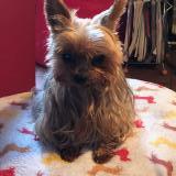 Photo de chien perdu à Tours