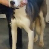 Photo de chien trouvé à Winlock