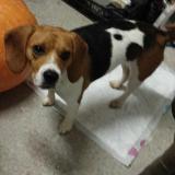 Photo de chien trouvé à St Martin Des Besaces