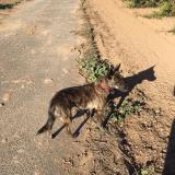 Photo de chien perdu à Bessan